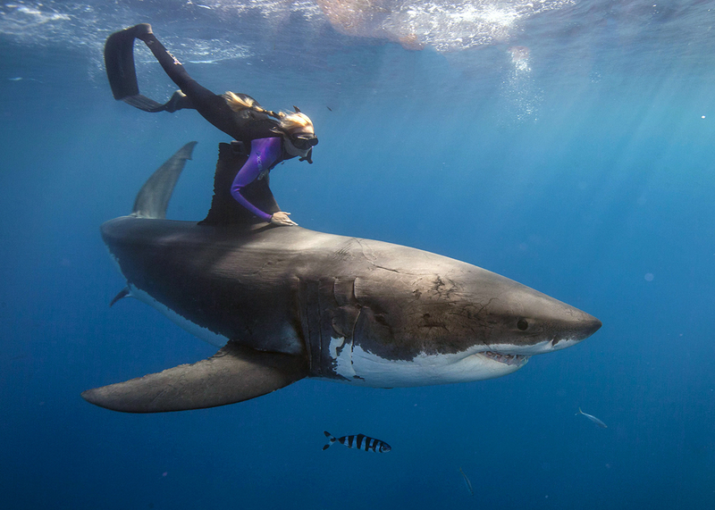 Illustration for article titled Astonishing images of a diver swimming on top of great white sharks
